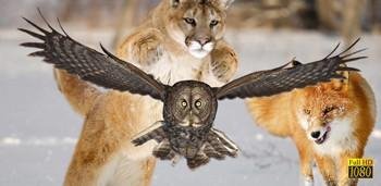 Winter-Life-Animals-Live-Wallpaper-v2-0-