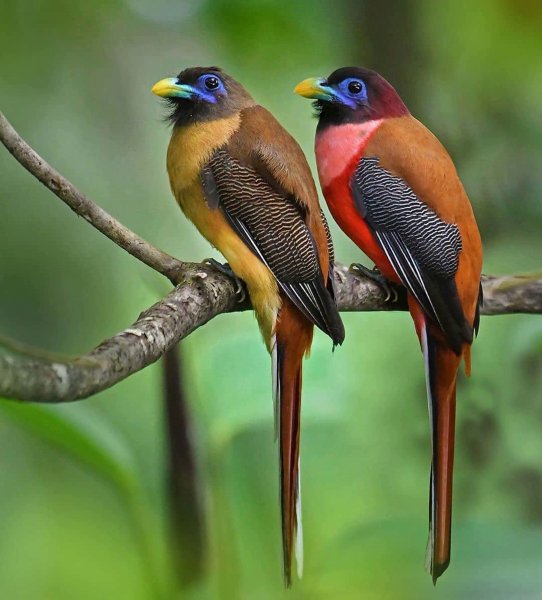 Филиппинский трогон Philippine Trogon