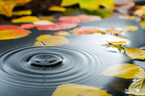 Puddle water straw leaves autumn drop drops 6184x4096
