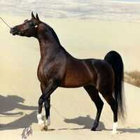 file_83540266