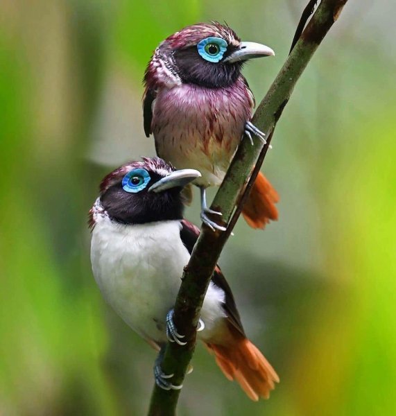 Филиппинский ширококлюв Visayan Broadbill