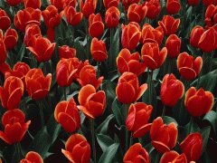 file_86355598