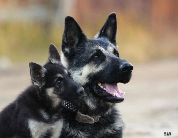 Восточноевропейская овчарка (7)