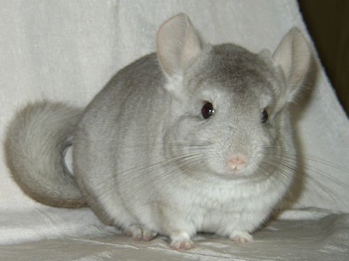 Шиншилла