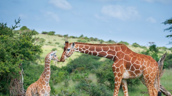 LewaGiraffe ROW3316145572 UHD