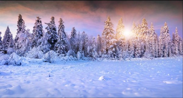Зимний лес