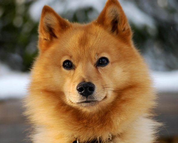 Финский шпиц (6)