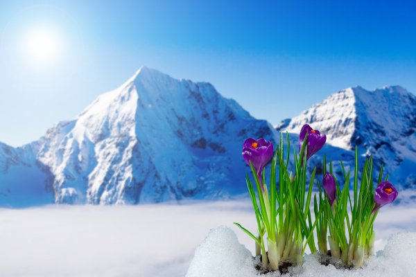 Spring-crocus-mountain-snow-862