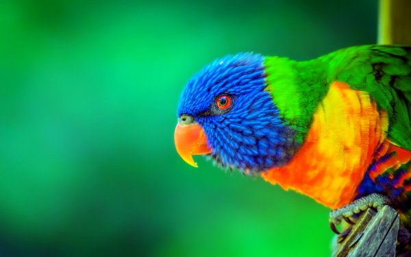 Colors of the Rainbow