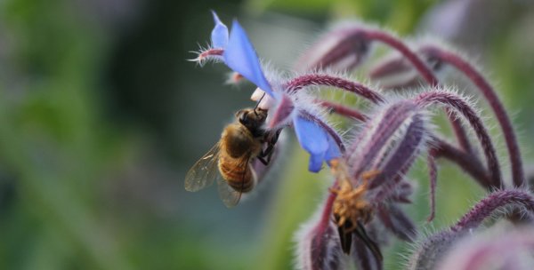 Bee-1672110891521-5413