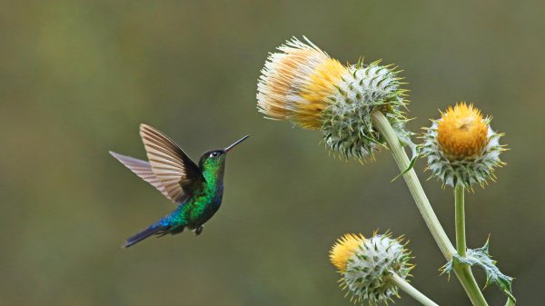 HummingThistle ROW2323939018 UHD