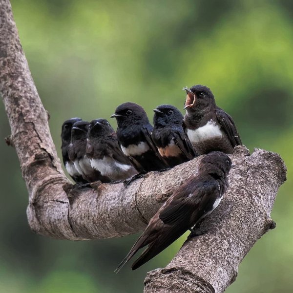 Белопоясная амазонская ласточка White-banded Swallow
