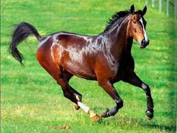 images(3)