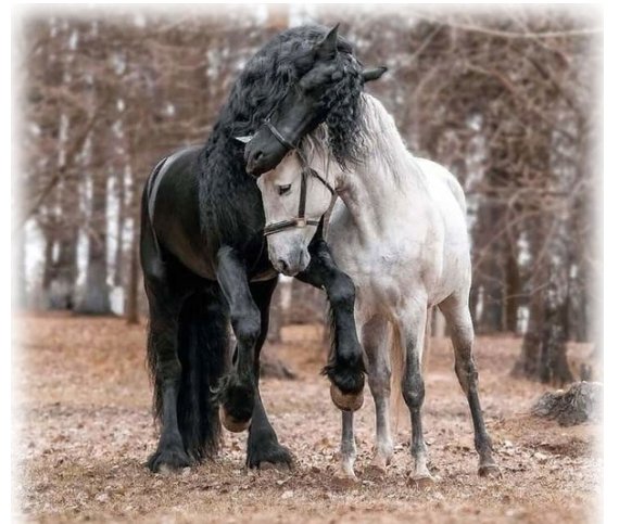Лошади