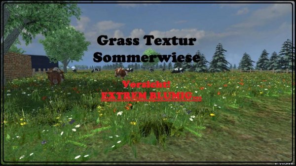 Grass textur summer meadow