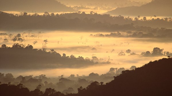 BrazilRainforest ROW3664598083 UHD