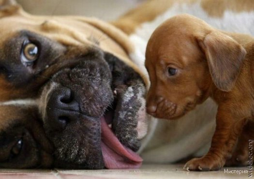 cute puppies 24