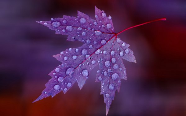 list-klen-kapli-rosa-voda-cvet