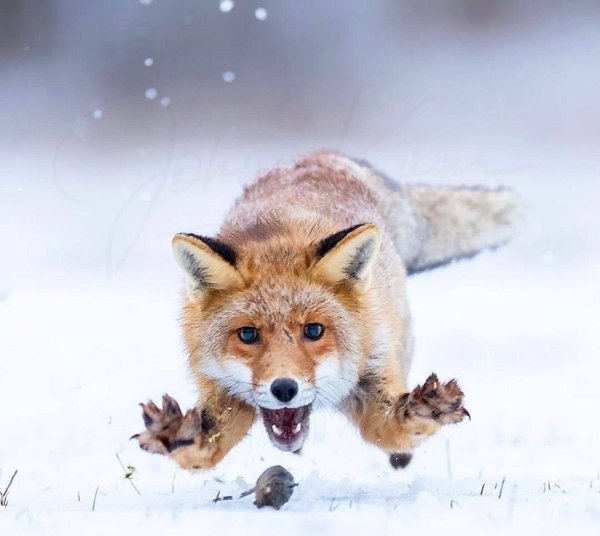 file_91249874