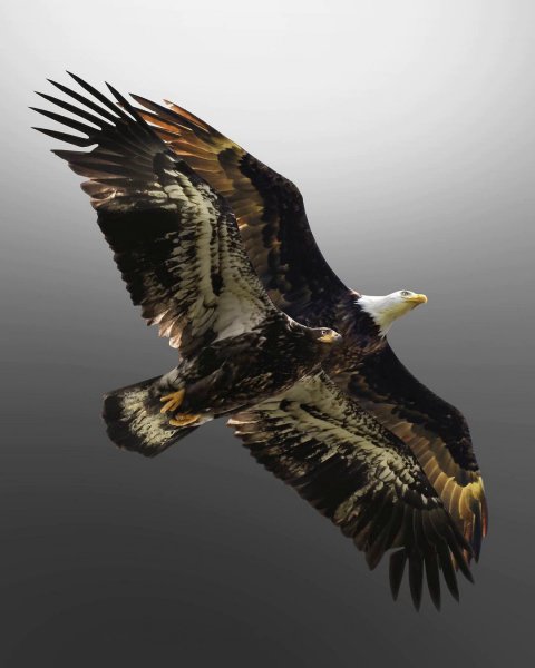 Белоголовый орлан Bald Eagle