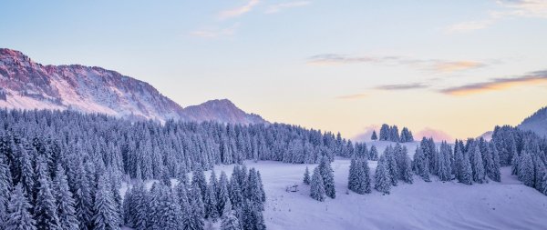 Fir-trees-covered-in-snow-hd-wallpaper-512060