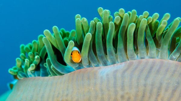 OcellarisClownfish ROW2121702907 UHD