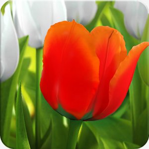 My Tulip 3D live wallpaper - v.1.01