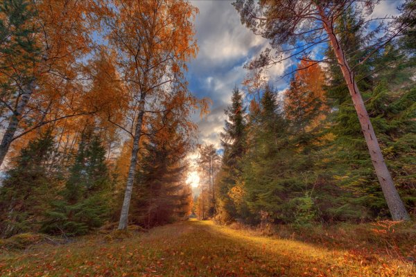 Osen-les-park-doroga-listva-osenniaia-priroda-derevia-solnts