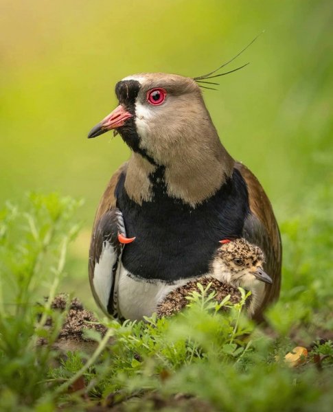 Кайенская пигалица Southern Lapwing