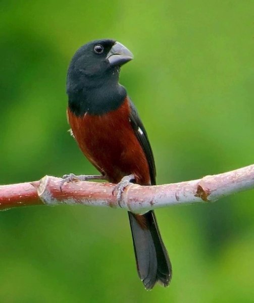Каштановобрюхий вьюрок-семеноед Chestnut-bellied Seed-Finch
