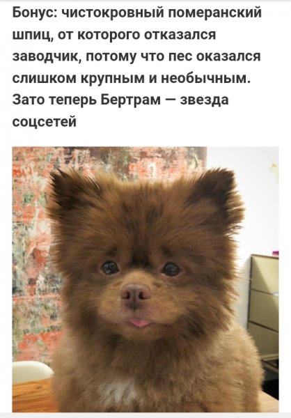 Померанский шпиц