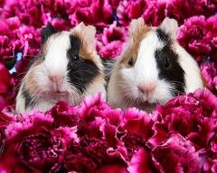 animals 935