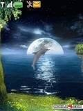 animated dolphin