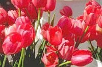 file_85269155