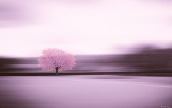 Community Showcase Rural Landscapes 3 josem vazquez cherry