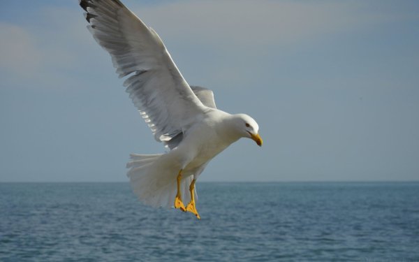 file_84291909