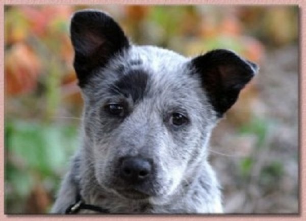 Австралийская короткохвостая пастушья собака (2)