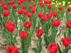 file_86354890