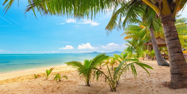 Palm trees nature tropical landscape beautiful 5000x2532