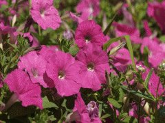 file_86355539