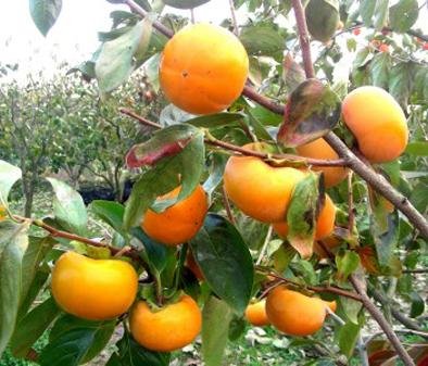 САМЫЙ ПРОСТОЙ ПРИНЦИП ВЫБОРА ПРОДУКТОВ Н