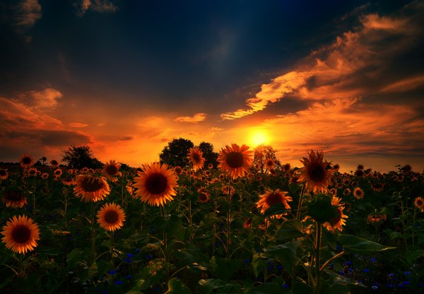 sunset-sunflowers-priroda