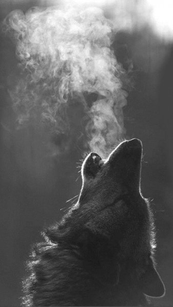 Wolf-breathing-Wide-HD-4k-wallpaper-1080x1920
