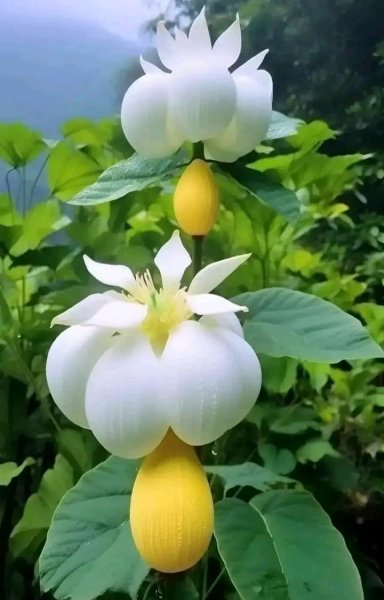 file_96269926