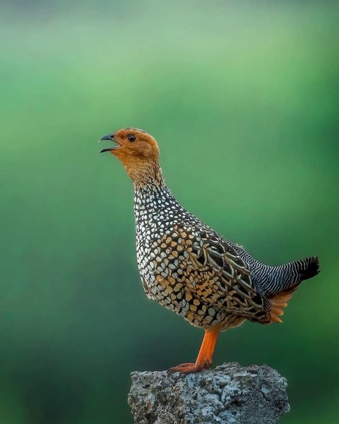 Расписной турач Painted Francolin