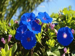 file_86355551