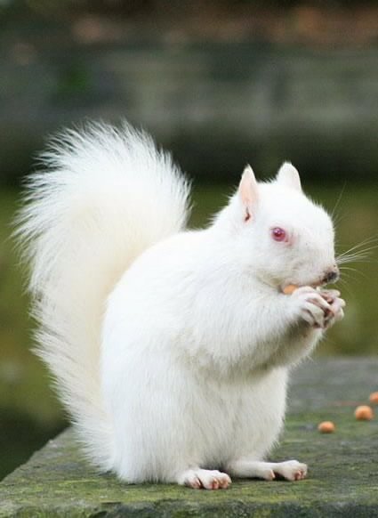 albinos-4