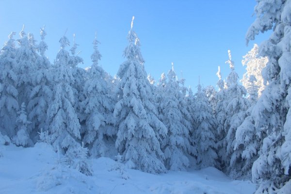 Зимний лес