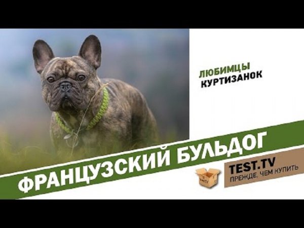 Французский бульдог. (4)