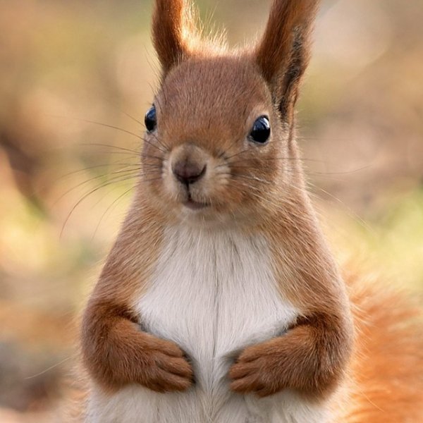 Squirrel